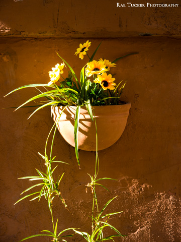 A clay wall pot holds flowers and plants in Rome, Italy