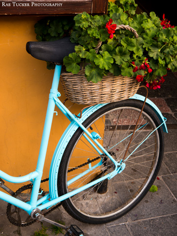 A blue bicycle carries a wicker basket filled with a geranium plant