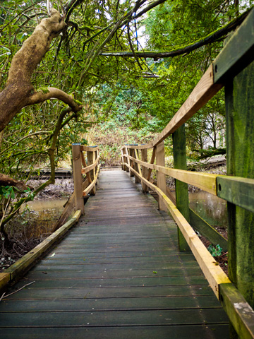 A wooden boardwalk through a forested area of Blarney Castle.