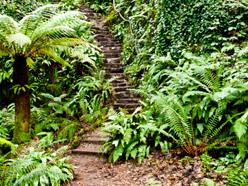 Stone stairs in the fern garden of Blarney Castle.