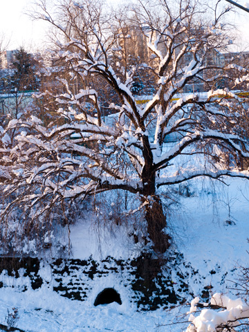 The golden rays of the sun illuminate a tree by the river in Sofia, Bulgaria in the winter