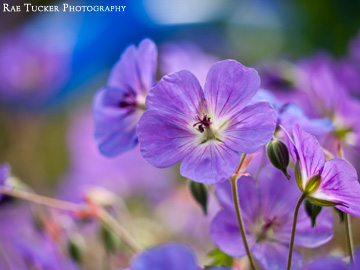 Purple hues of spring flowers
