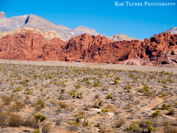 The desert landscape in Red Rock Canyon