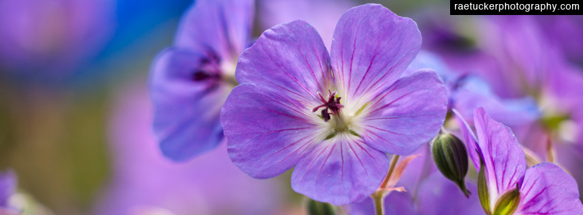 Soft Purple Flower Facebook Banner