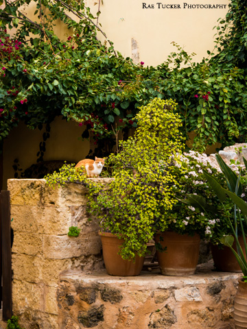 Potted plants and a stone wall provide a hiding space for a ginger-colored cat.