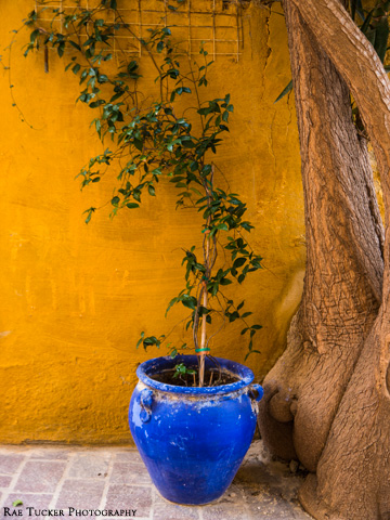 A blue, plant pot stands out against a yellow wall.