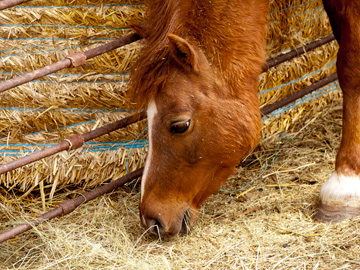 A horse eating hay