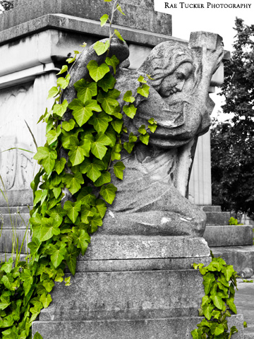 A black and white image of a stone angel with green ivy climbing over her wings in a cemetery in Budapest, Hungary