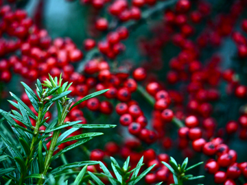 winter pine needles and berries