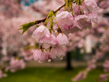 Rain drops drip from cherry blossoms in Vancouver, Canada