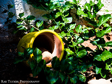 A yellow flower pot amongst climbing leaves
