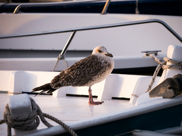 Seagull at sunset perched on a sailting boat
