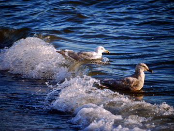 Seagulls swimming the surf