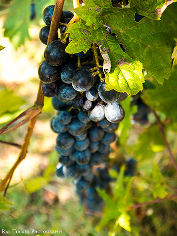 Purple grapes grow on a vine at a balsamic vinegar vineyard