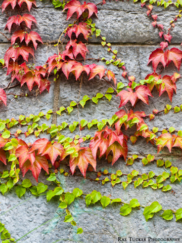Red and green autumn ivy clings to a stone wall