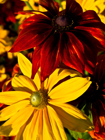 Autumn flowers, red and yellow