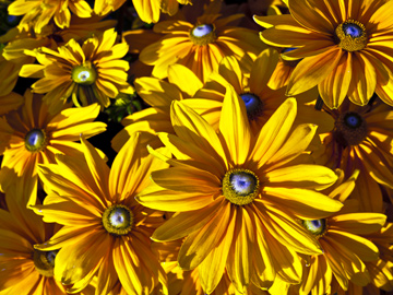 Yellow daisies in Vancouver, British Columbia