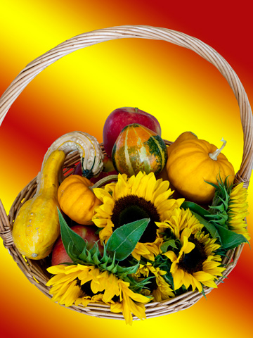 Sunflowers, pumpkins, gourds and apples in a wicker basket