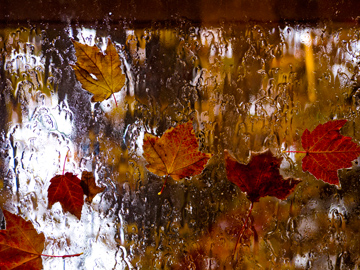 A rainy window covered in autumn maple leaves