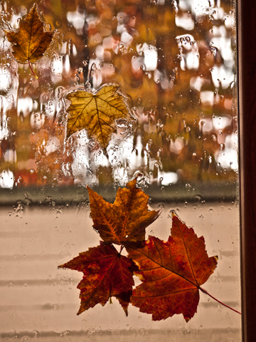 Canadian maple leaves on a rainy window