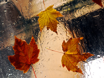 Red and Yellow Maple Leaves on Rainy Window