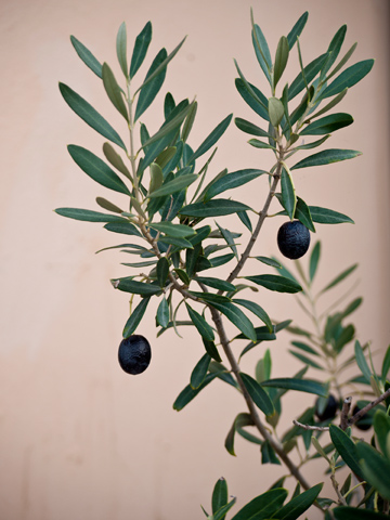 Black olives grow on a tree
