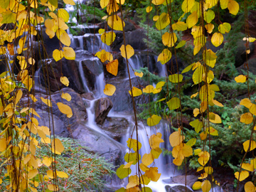 Autumn leaves in front of a waterfall in Van Dusen Gardens in Vancouver, Canada