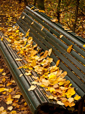 A bench covered in yellow, autumn leaves in Parma, Italy.