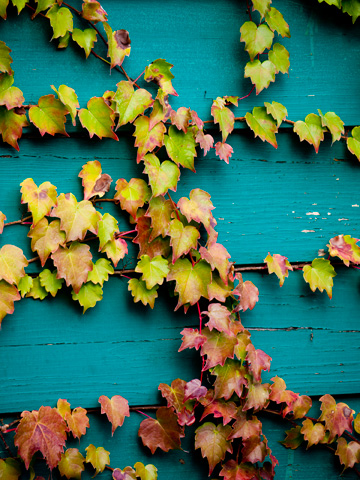 Autumn-tinged ivy on a wooden shed in Tuscany