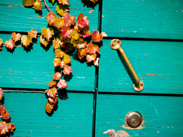Autumn ivy crawls of a turquoise shed door