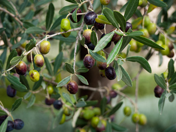 Black olives ripen on a tree in Tuscany, Italy.