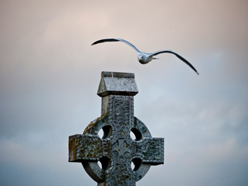 A seagull flies over a celtic cross in Ireland
