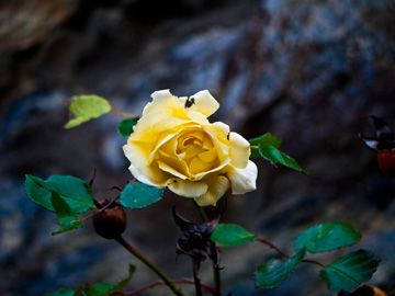 An Irish yellow rose in the winter months.