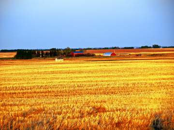 Wheat fields and a farm house in Alberta's prairie land