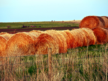 Hay on the prairies in Alberta