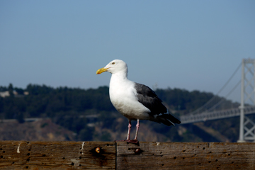 A seagull sits on the ledge of a pier in San Francisco, California