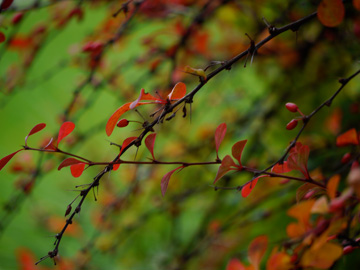 Red leaves and red berries hang from a branch off of this autumn bush