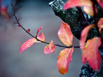 Pink and yellow leaves adorn this branch during the autumn months