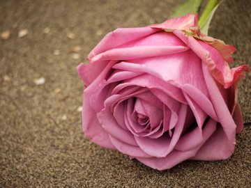 A dusty pink rose laying on a sandy beach