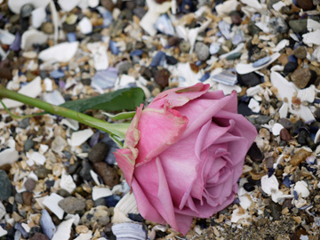 A dusty pink rose laying on a bed of broken seashells