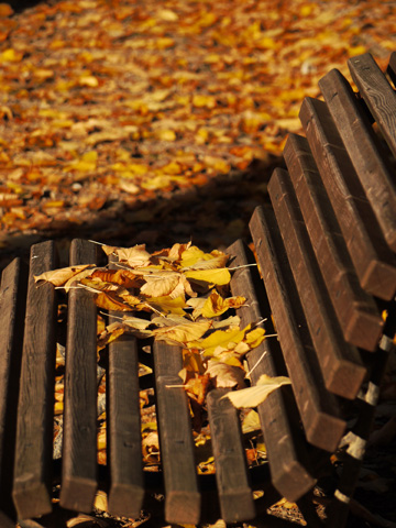 Autumn park bench surrounded by fallen leaves.