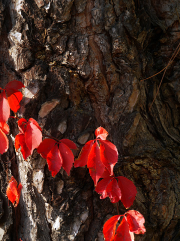 Red autumn vine wrapped around the bark of a tree trunk