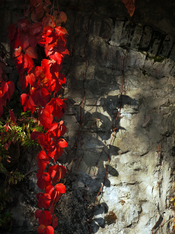 Autumn ivy draped over a rock wall in Tuscany