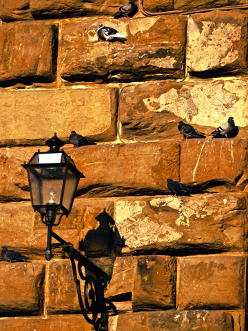 This lantern adorned wall provides a nice perch for pigions on the Pitti Palace