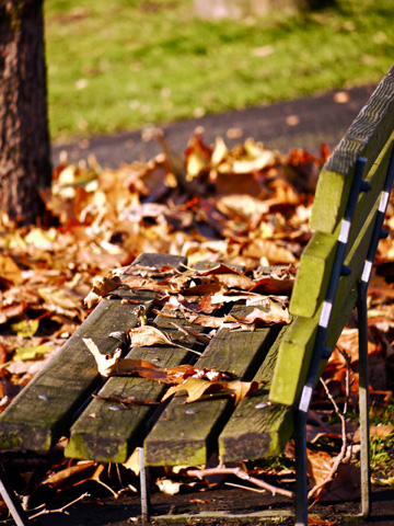 A wooden bench is covered with fallen autumn leaves in Vancouver, Canada