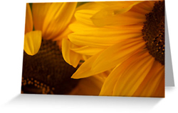 Sunflowers Greeting Cards