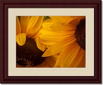 Sunflowers Framed Prints