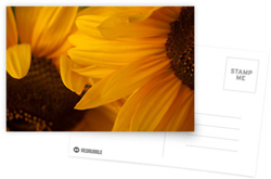 Sunflowers Postcards