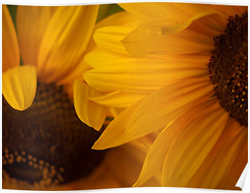 Sunflowers Posters