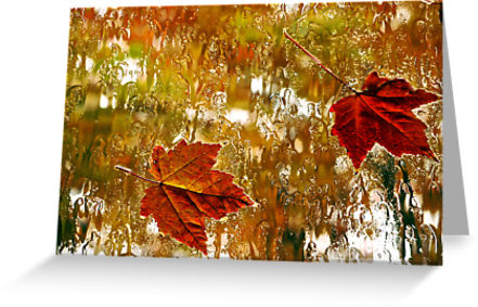 Rainy Maples Leaves Greeting Cards